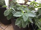 Oregano