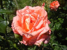 Rose Artistry (2013, May 26)