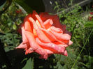 Rose Artistry (2013, May 26)