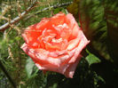 Rose Artistry (2013, May 26)