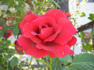 Rose Blaze Superior (2013, May 26)