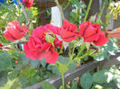 Rose Blaze Superior (2013, May 26)