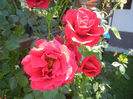 Rose Blaze Superior (2013, May 26)