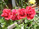 Rose Blaze Superior (2013, May 28)