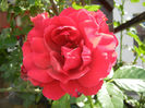 Rose Blaze Superior (2013, May 28)