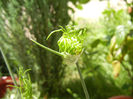 Allium Hair (2013, May 28)