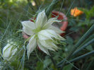 Nigella damascena (2013, May 26)