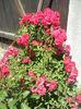 Rose Leipzig (2013, May 26)