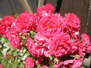 Rose Leipzig (2013, May 26)