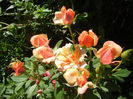 Orange Miniature Rose (2013, May 26)