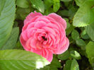 Pink Miniature Rose (2013, May 28)