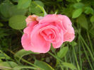 Rose Pink Peace (2013, May 28)