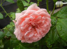 Rose Pleasure (2013, May 24)