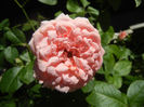 Rose Pleasure (2013, May 26)