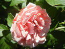 Rose Pleasure (2013, May 26)