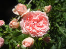 Rose Pleasure (2013, May 26)