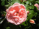 Rose Pleasure (2013, May 26)