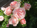 Rose Pleasure (2013, May 28)