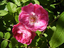 Rosa damascena (2013, May 26)