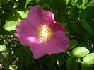 Rosa rugosa (2013, May 26)
