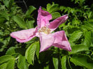 Rosa rugosa (2013, May 26)