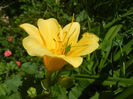 Hemerocallis Stella de Oro (2013, May 28)