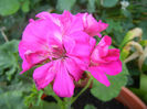 Pink Geranium (2013, May 20)