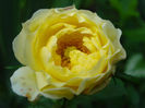 Fairy Gold