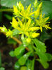 Sedum kamtschaticum