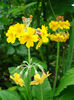 Primula bulleyana