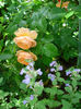 DSC07001