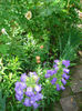 DSC07007