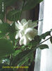 Gardenia Jasminoides