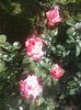 Trandafiri 07