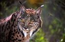 iberian_lynx_7