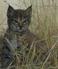 iberian_lynx_cub