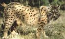 lince_iberico