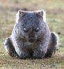 cute wombat