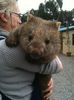 wombat Bonney 003