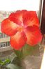 hibiscus Moorea Rita