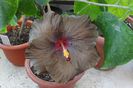 hibiscus Wallflower