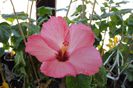 hibiscua Amour