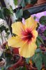 hibiscus Cuban Variety