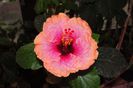hibiscus Erin Rachel
