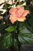 hibiscus Jane Cowell