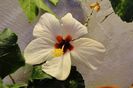 hibiscus Ibiza