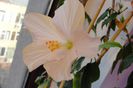 hibiscus Tokio