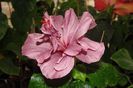 hibiscus Blue Diamond
