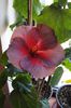 hibiscus Bayou Irene