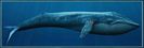 Balena albastra (1)